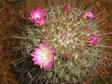 Mammillaria Cactus