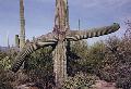 [Saguaro Cactus, Santa Catalina Mnts, Tucson, AZ]