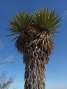 Faxon Yucca (Yucca faxoniana)