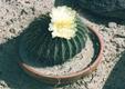 Notocactus claviceps