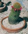 Mammillaria species