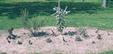Cactus Beta Plot