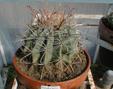 Ferocactus wislizenii