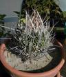 Echinofossulocactus crispatus