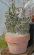 Fairy Castles Cactus