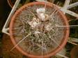 Brain Cactus