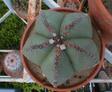 Nude Star Cactus
