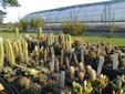 Small Stock Cacti