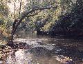 [Wilson Creek, Near Springfield, MO]