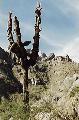 [A very old and tired Saguaro]