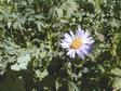 Lavender Wildflower