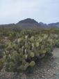 Blind Prickly Pear