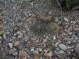 Pincushion Cactus