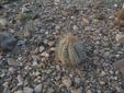 Eagle Claws Cactus