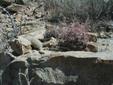 Texas Barrel Cactus