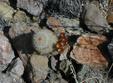 Brown-Flowering Hedgehog