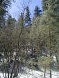 Marshall Gulch Trail
