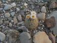 Warnock's Cactus