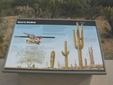 Saguaro Sign