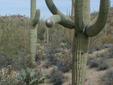 Saguaro Arm