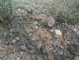 Arizona Fishhook Cactus