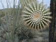 Saguaro Arm