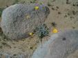 Desert Wildflower