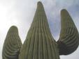 Saguaro