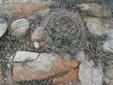 Barrel and Fishhook Cacti