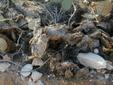 Dead Prickly Pear