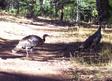 Yep, Wild Turkeys