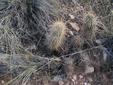 Hedgehog Cactus