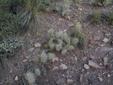 Plains Prickly Pear Cactus