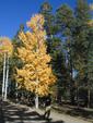 Aspen Color