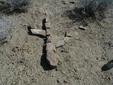Rock Cactus - Tonto Trail