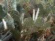 Cochineal Bug Damage