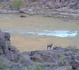Four-legged Critter by Colorado River