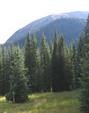 Mammoth Mtn.
