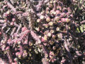 Purple Cholla