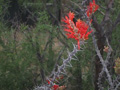 Ocotillo Bloom
