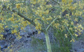 Foothill Palo Verde