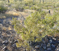 Creosote Bush