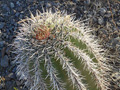 Saguaro Closeup