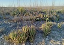 Two Desert Favorites