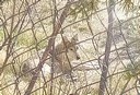Mexican Wolf
