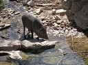 Javelina
