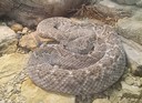 Western Diamondback Rattlesnake