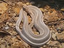 Coachwhip Snake