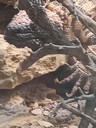 Gila Monster