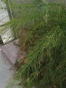 Green Bush with Red Flowers